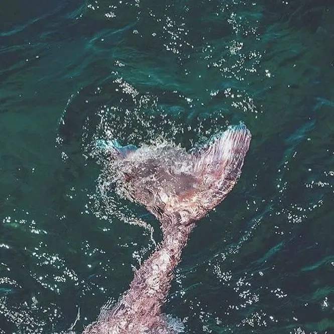 Avatar of Selene Marethys