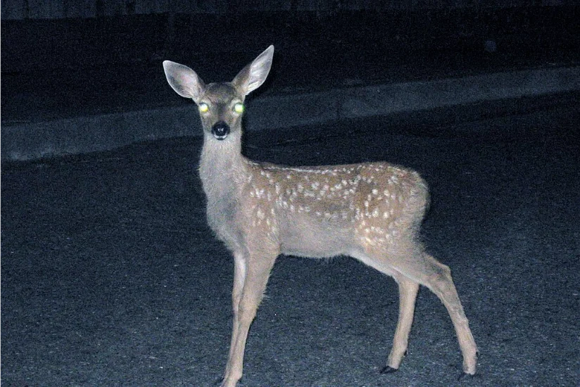 Avatar of a literal deer