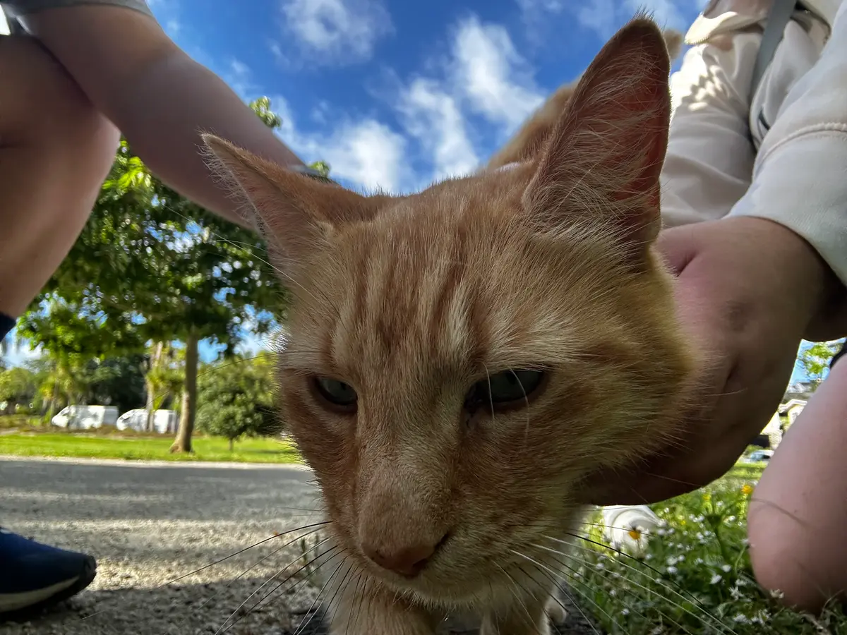 Avatar of Meow