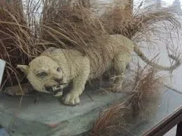Avatar of extinct or alive ep1
