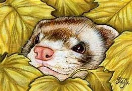 Avatar of Ferret