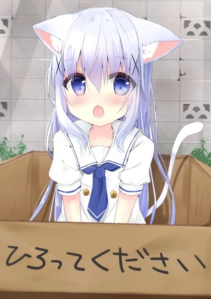 Avatar of Homeless catgirl