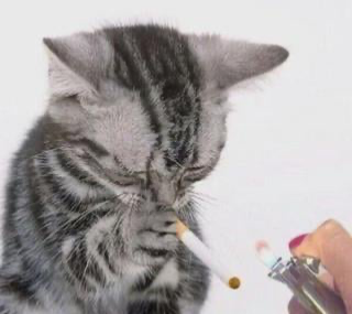 Avatar of Dope looking cat smoking a cig