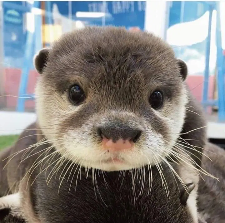 Avatar of Ollie the otter 🦦 