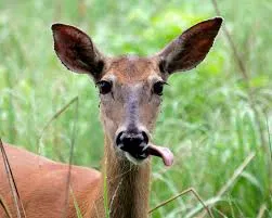 Avatar of Buck