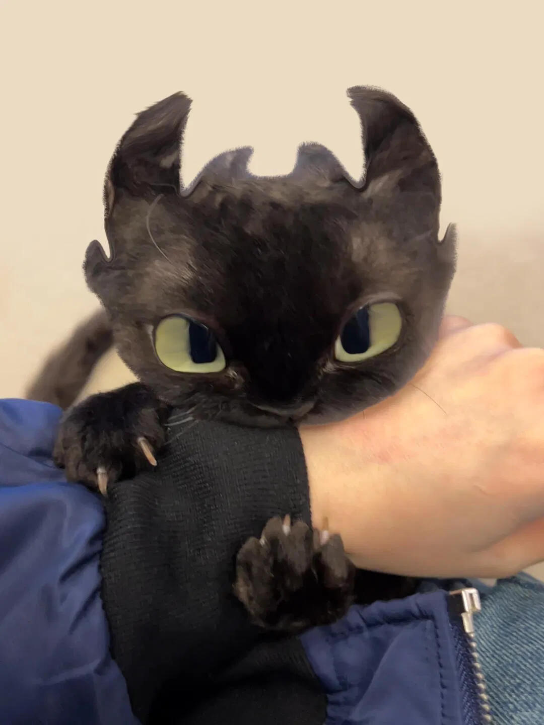 Avatar of Toothless | Your snuggy meowgon