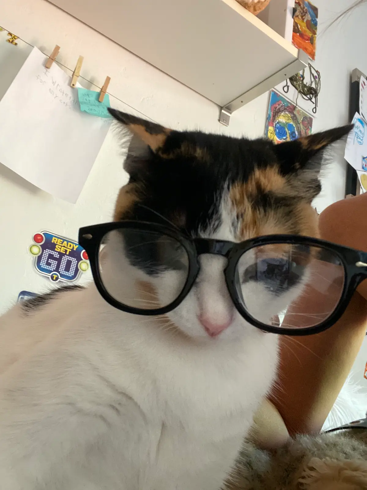 Avatar of Cat (totally not gonna kill you)