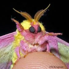 Avatar of Primitive Alien World (Cute Moth People)