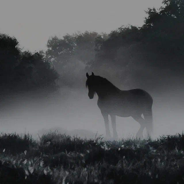 Avatar of That's NOT a horse