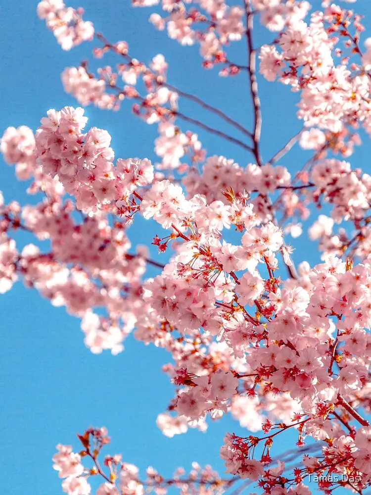 Avatar of Sakura | with audio