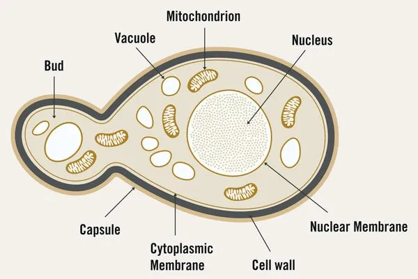 Avatar of Y.E.A.S.T infection 