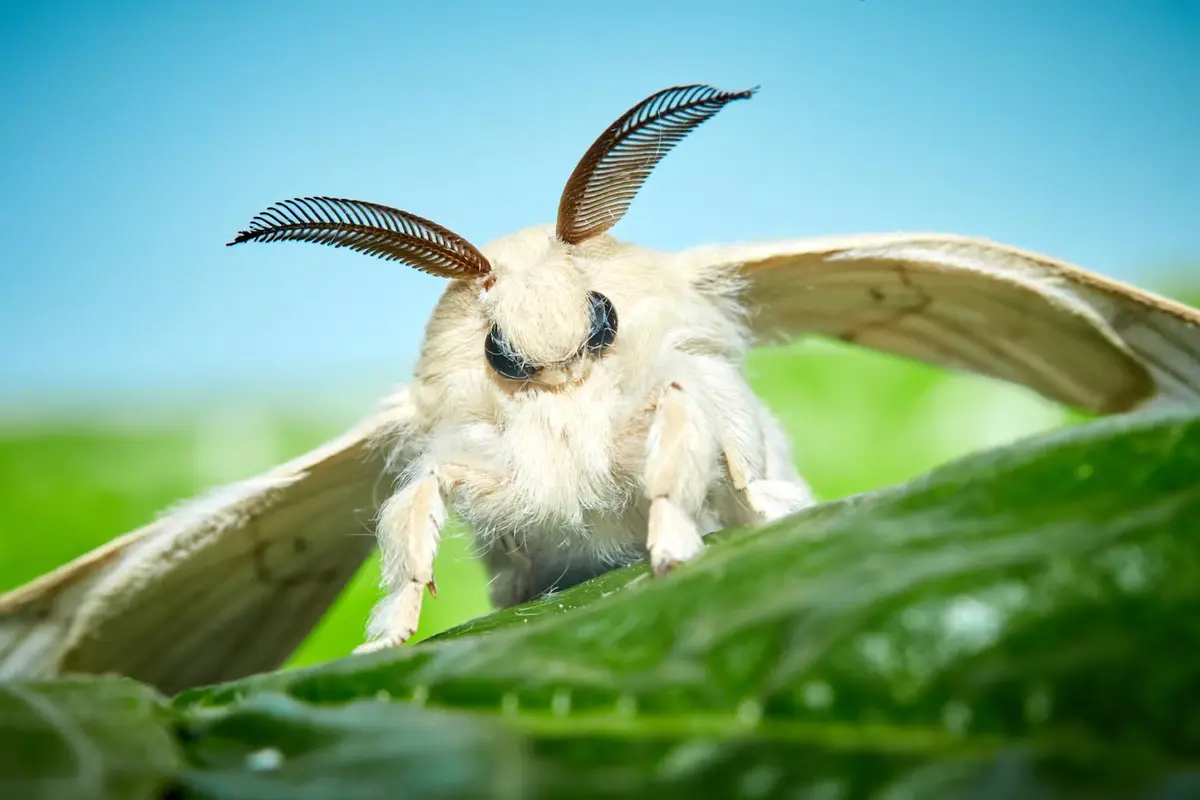 Avatar of Giant sex moth cave 