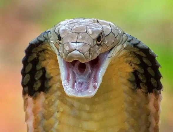 Avatar of A snake that was at one point your pet