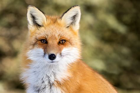 Avatar of WHAT DOES THE FOX SAY 