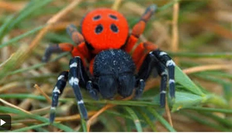 Avatar of ladybug or spider 