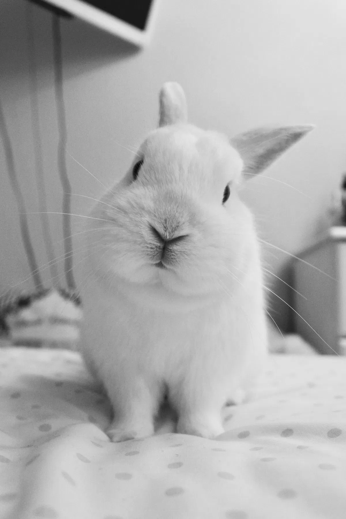 Avatar of A little Bun-Bun