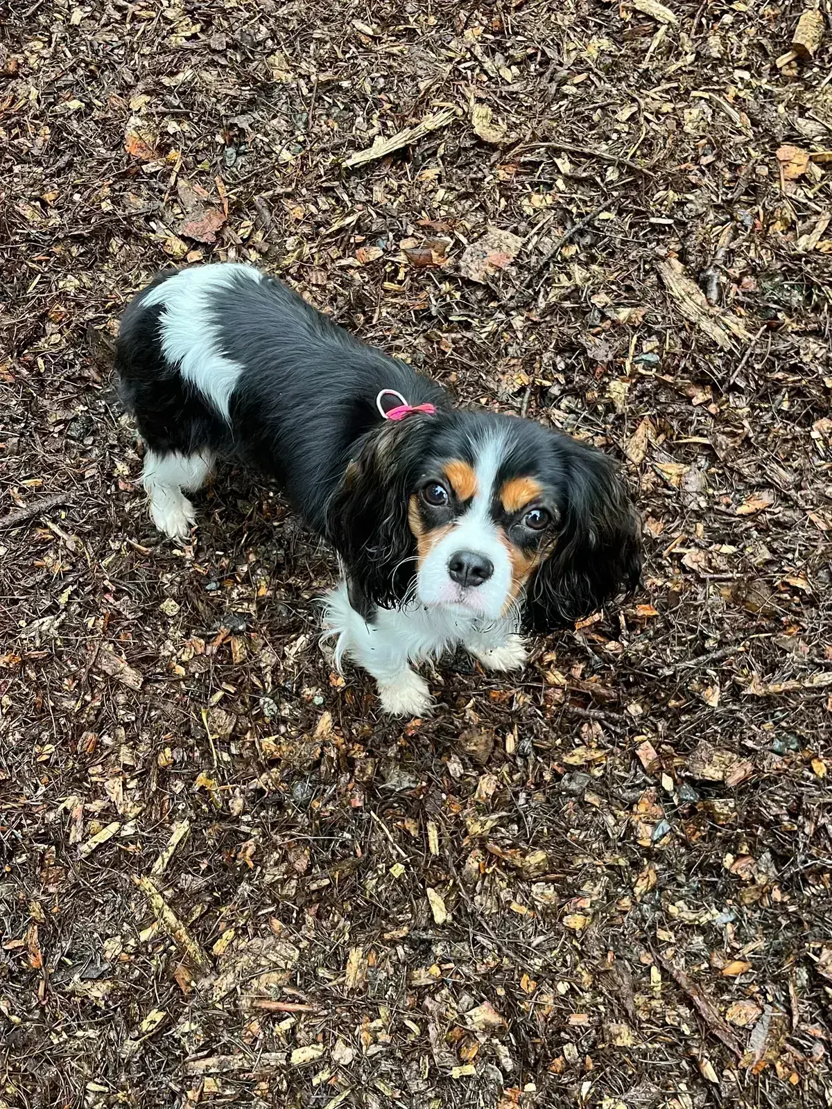 Avatar of Tzila - Cavalier Kimg Charles Spaniel