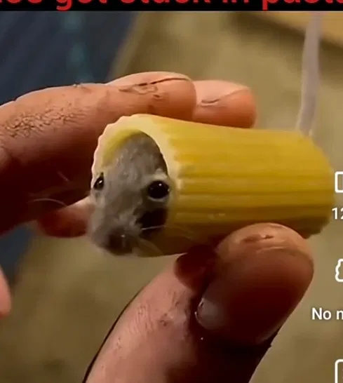 Avatar of Rat