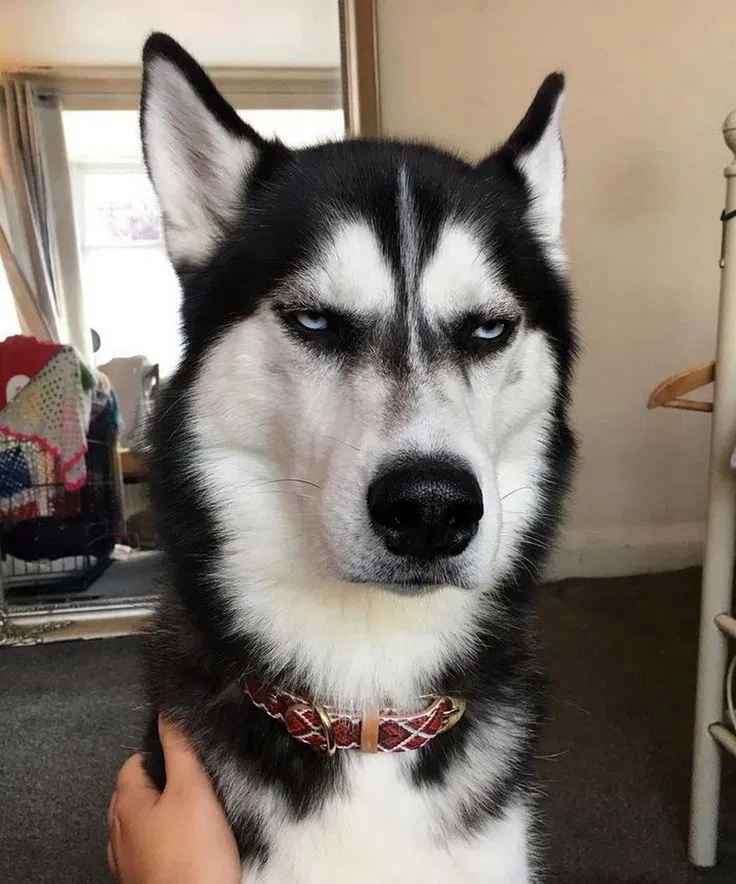 Avatar of Shadow the Jealous Husky