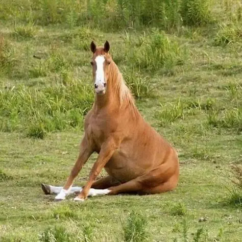 Avatar of Horse