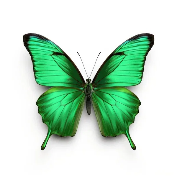Avatar of Mint Butterfly Cookie has to babysit you