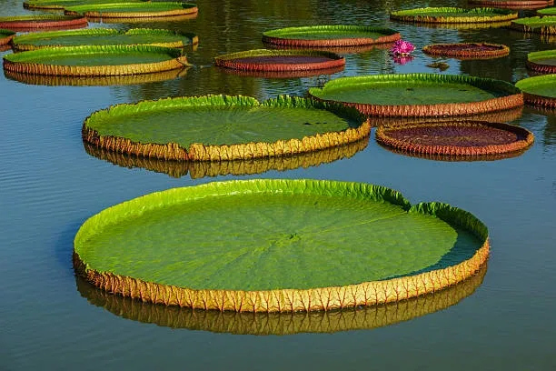 Avatar of Lily Trap - Swamp Adventure