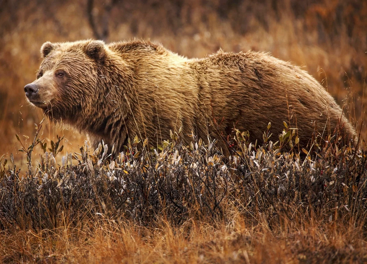Avatar of The Grizzly Bear (Ursus Arctos Horribilis) : An encounter with a female grizzly bear in western canda