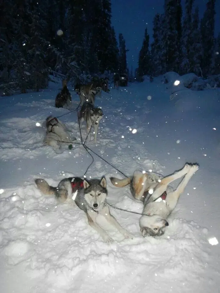 Avatar of Volt | dog sled