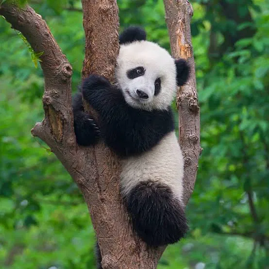 Avatar of Bao Bao the panda cub 