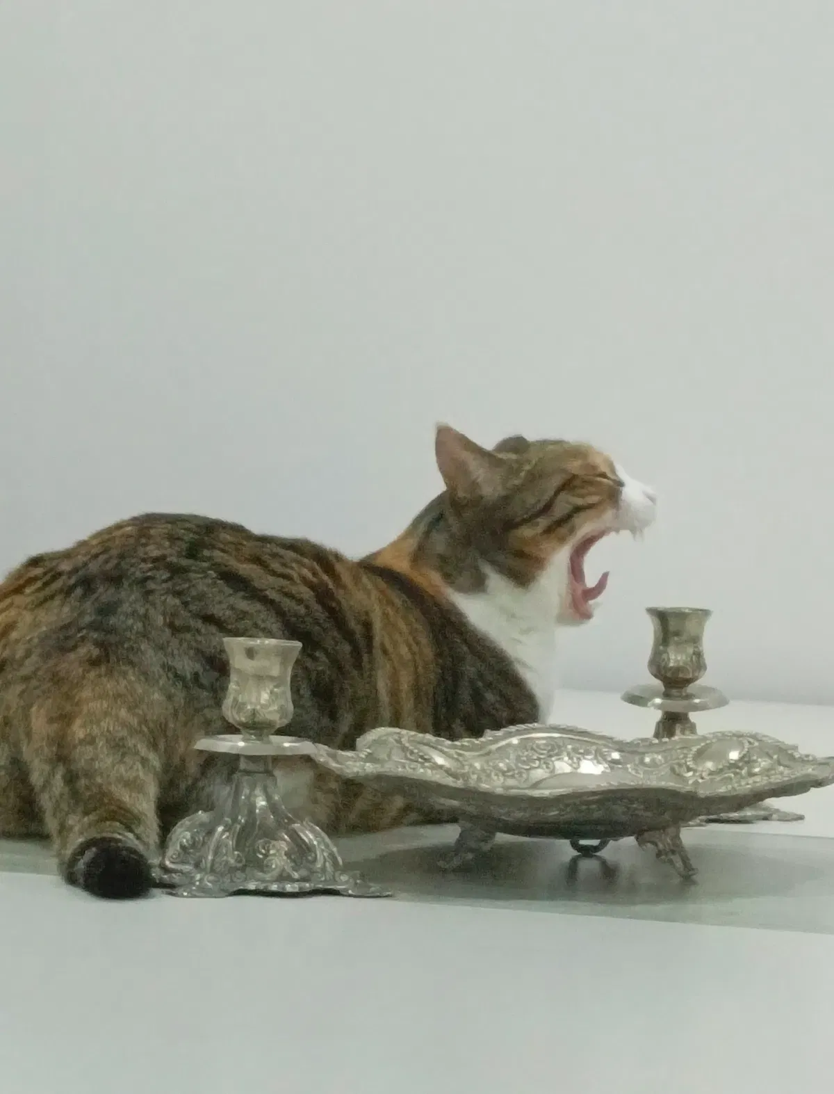 Avatar of `cat safety`