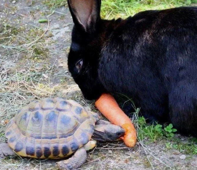 Avatar of 🐇🐢Howard & Phillip🐢🐇