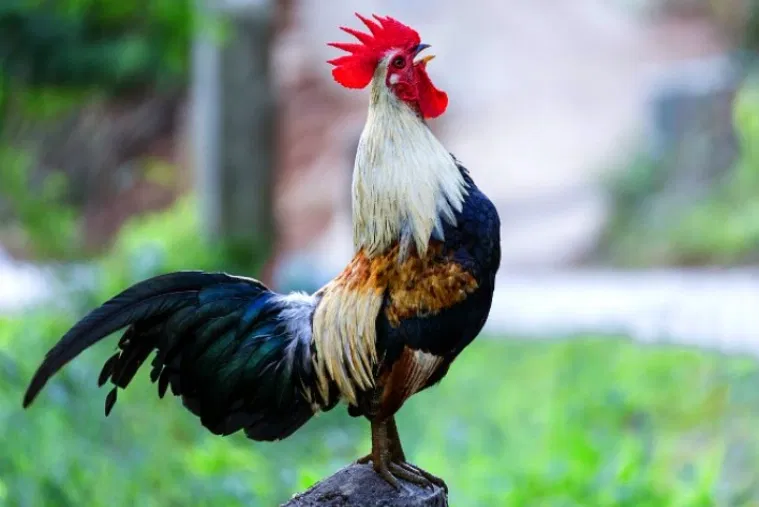 Avatar of Cock