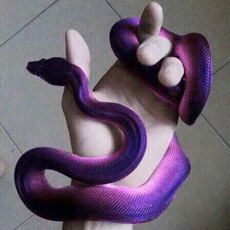 Avatar of DONATELLO [FUTURE+ RISE +NAGA AU] STOCK