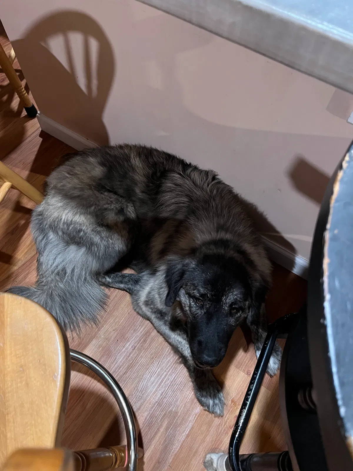 Avatar of Family pet
