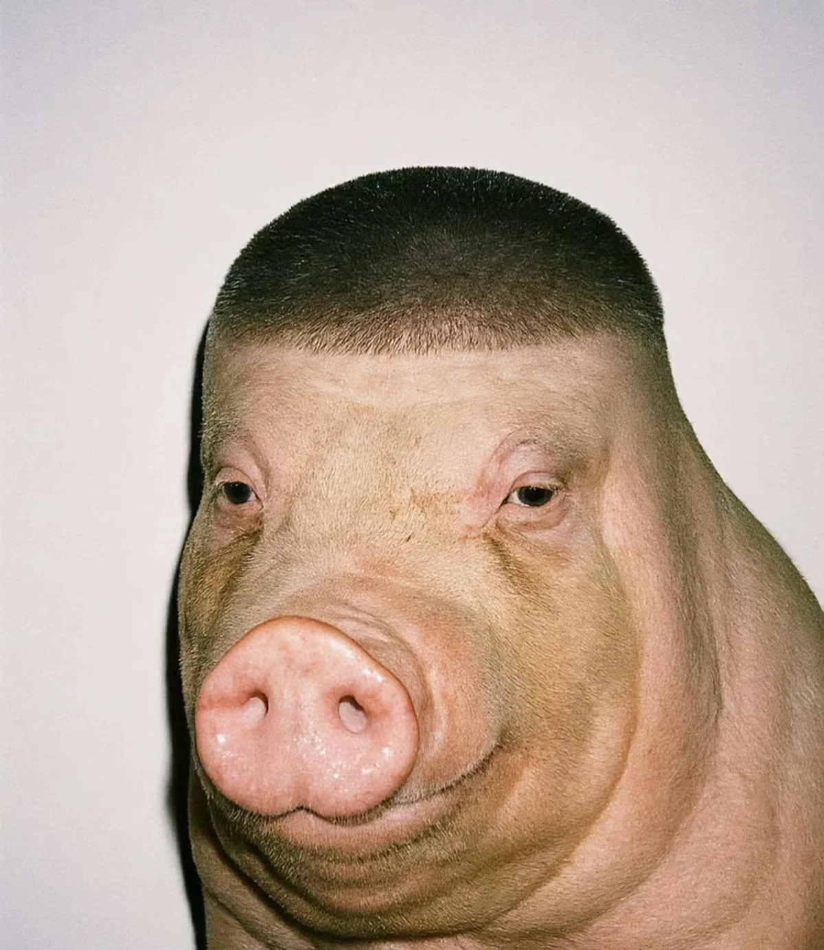Avatar of Бешеная свинья (извините за всратость, пизда чесалась)