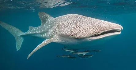 Avatar of Why the fuck is there a lot of whale sharks
