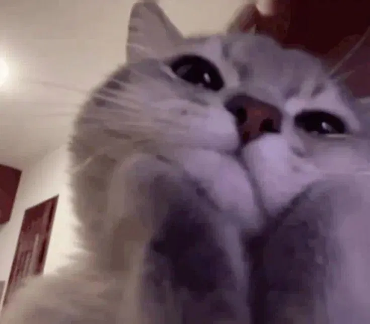 Avatar of 💖 | Your cute clingy kitten ~