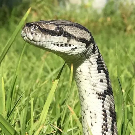 Avatar of Frank the Snake