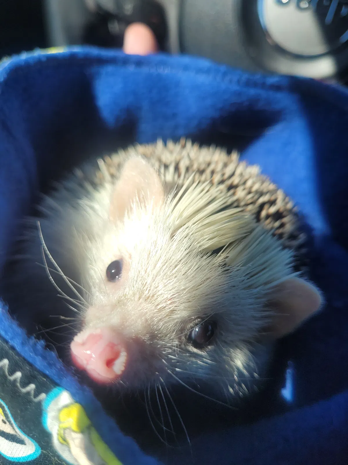 Avatar of Idk what to post rn so here is a image of my pet hedgehog