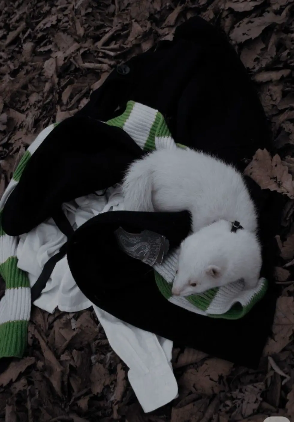 Avatar of Pov:malfoy’s a ferret hehehe