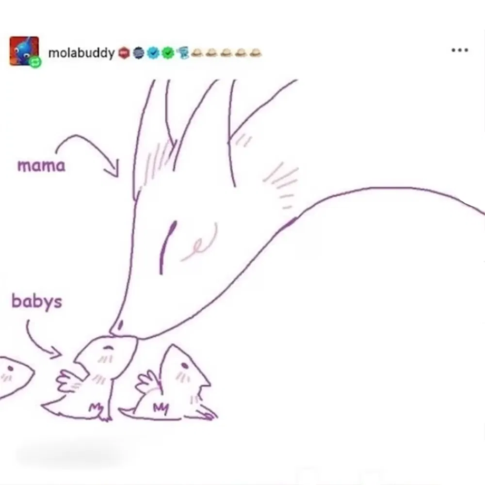Avatar of Rare dragon hatchlings
