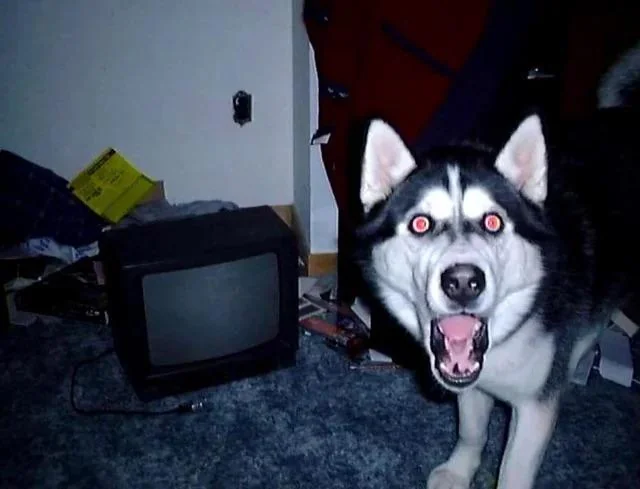 Avatar of 🐾🦴 || Smile Dog