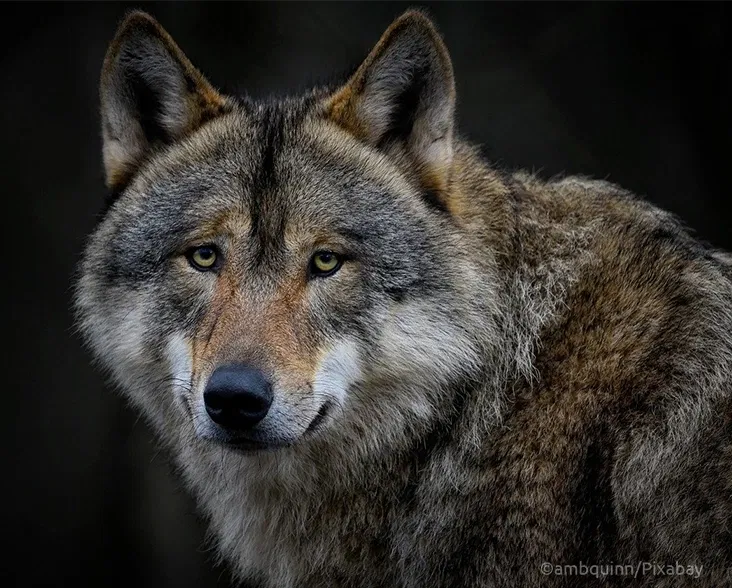 Avatar of The queen of wolves
