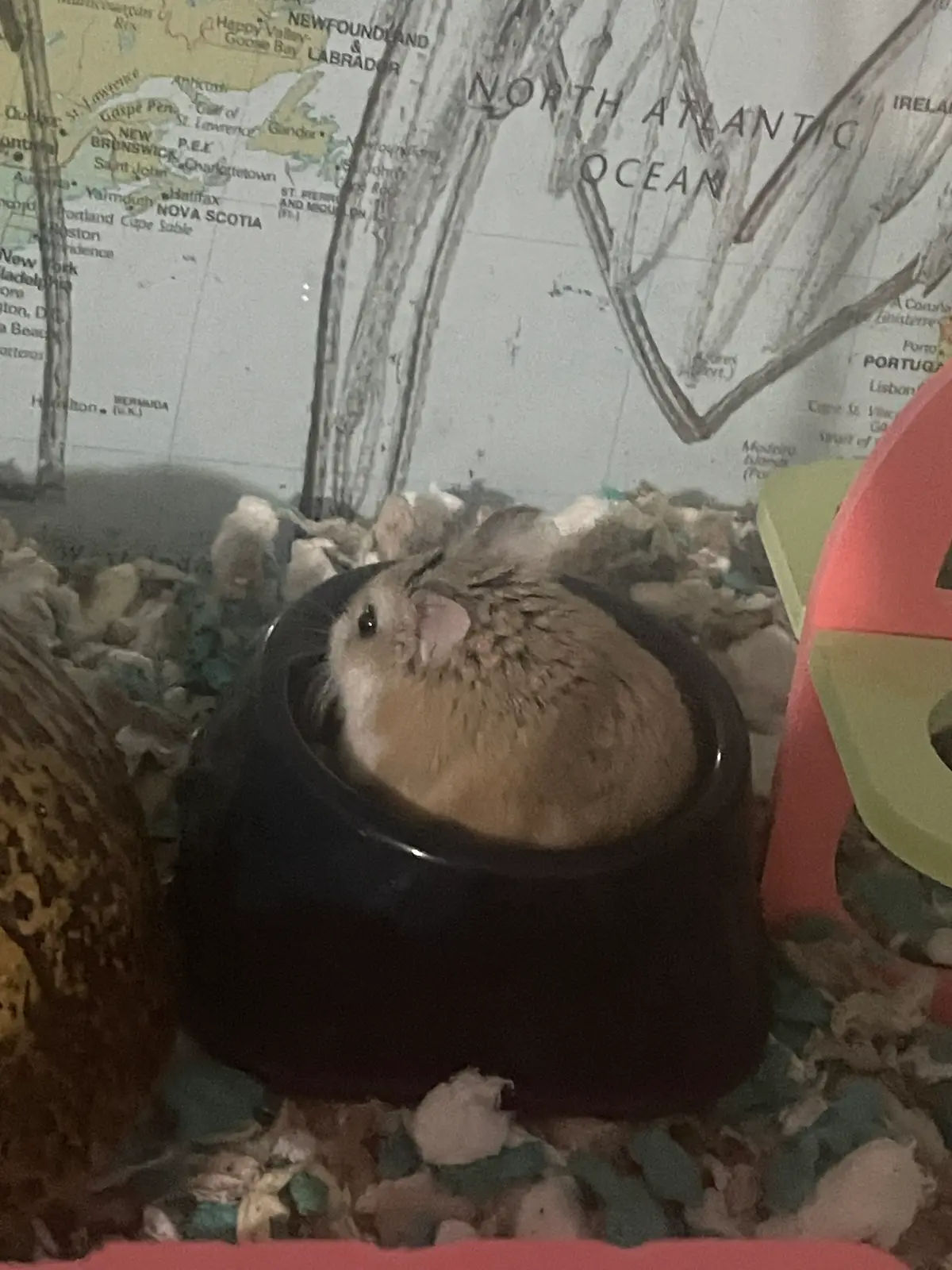 Avatar of Fifi the cute fluffy emotional support hamster