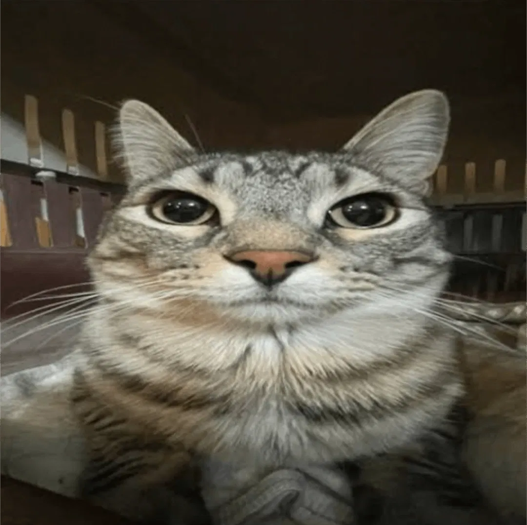 Avatar of REQUESTED CHATBOTS