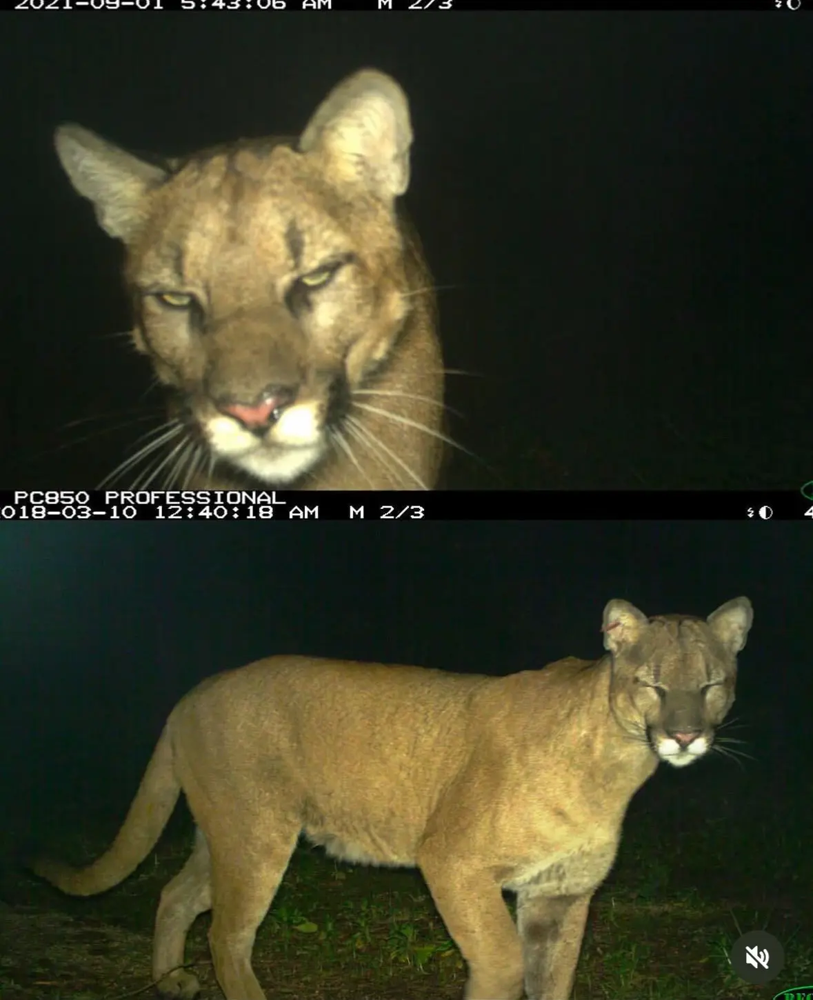 Avatar of Cvnty Kitty