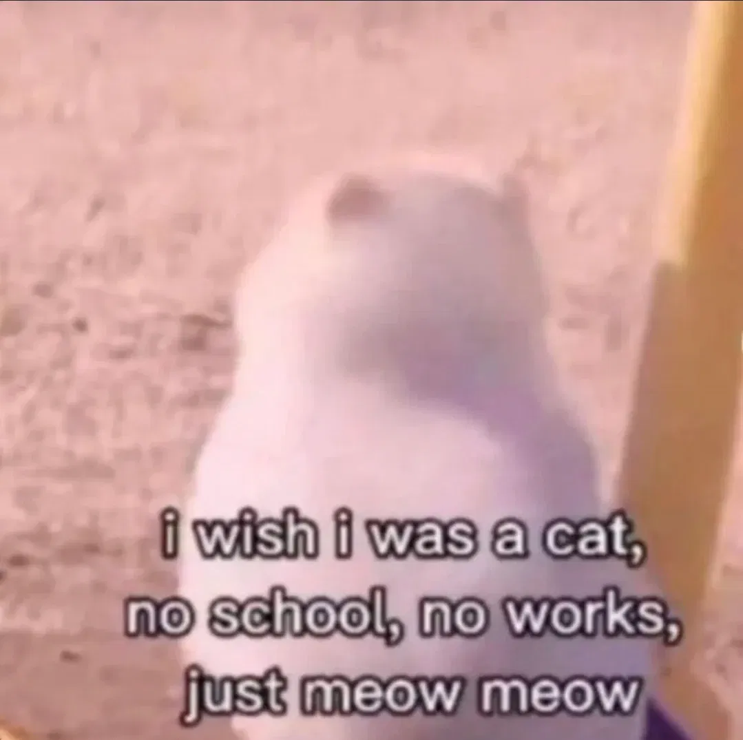Avatar of I wish I was a cat