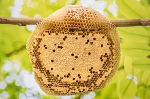 Avatar of Care for a bee hive!