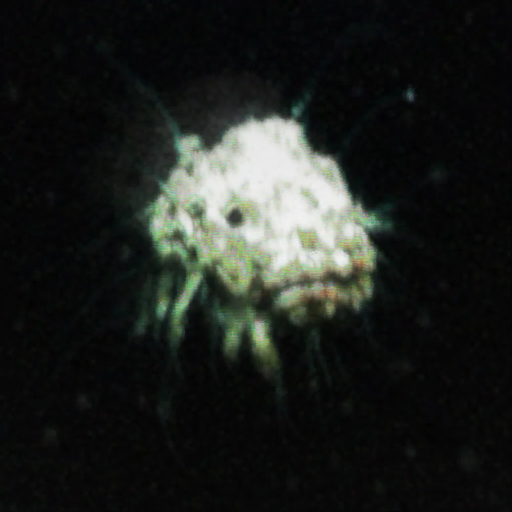 Avatar of The Hadal Blight