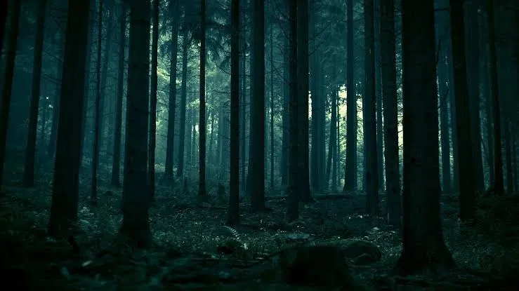 Avatar of Dark Forest